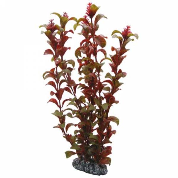 Rotala